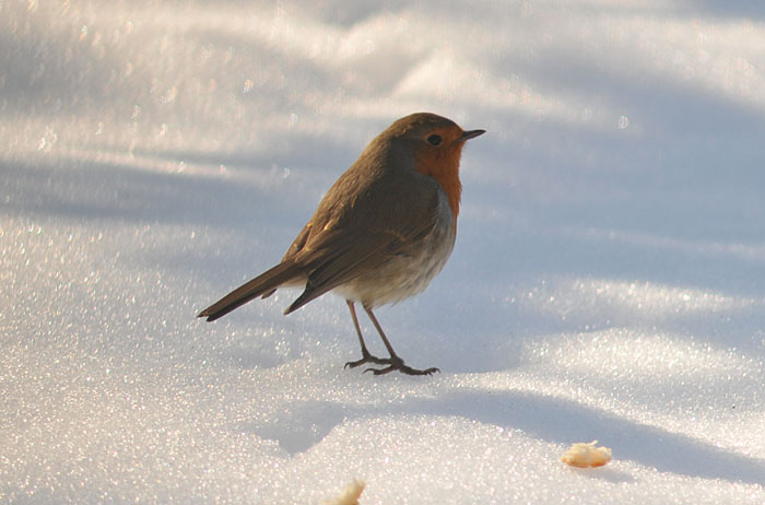 Basta un p di neve...